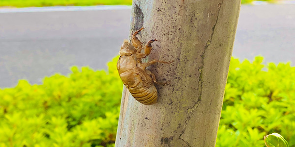 夏に関する写真を集めたカテゴリ一覧