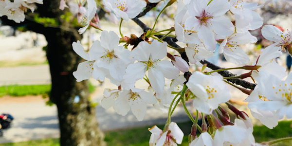 桜に関する写真を集めたカテゴリ一覧