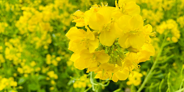 植物に関する写真を集めたカテゴリ一覧