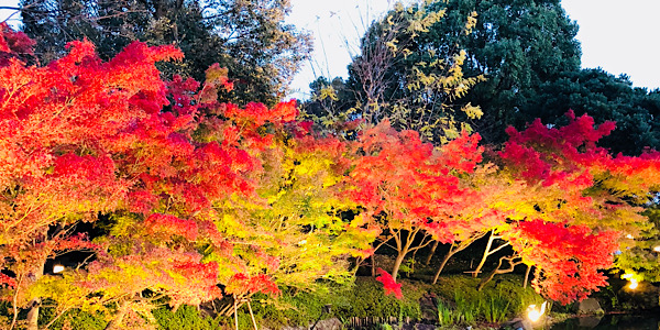 紅葉の写真を集めたカテゴリ一覧