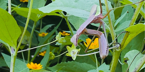 昆虫に関する写真を集めたカテゴリ一覧